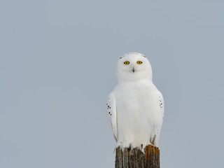 Male Snowy Owl Sitting on Post  in Winter, Portrait