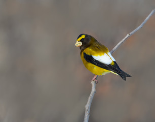 Male Evening Grosbeak in Winter, Portrait