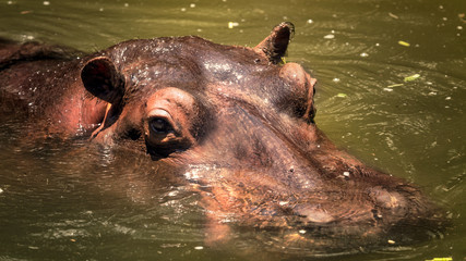 Muzzle Behemoth in water