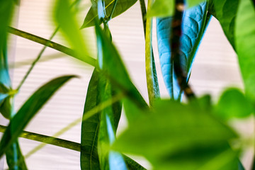 green leaves of palm tree