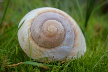 Spiral seashell on grass © ms16_photo