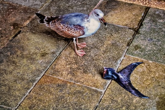 M&ouml;we in Venedig