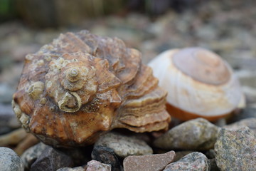 Seashells on stones  © ms16_photo