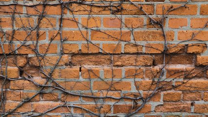 wall_fi020