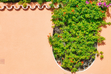 Wall and window decorated with plants and flowers