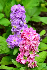 Hyacinth
