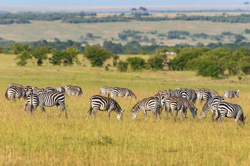Fototapeta na wymiar Flock of Zebras grazing grass