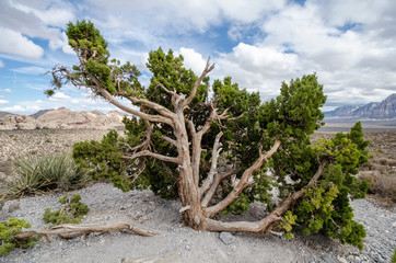 Juniper tree bush at Red Rock Canyon National Conservation Area
