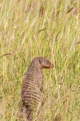 Naklejka na ściany i meble Banded mongoose standing up in the grass
