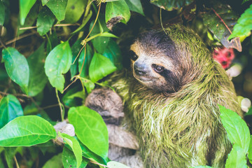 Perezoso en el Caribe de Costa Rica