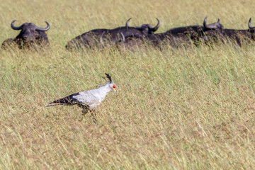 Secretary bird walking in high grass on the savannah