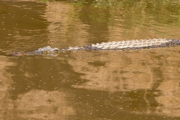 Fototapeta premium Crocodiles in a African river