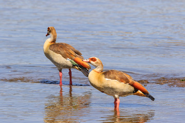 Egyptian geese standing in a african river