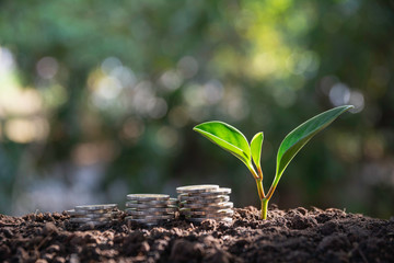 Saving money concept with money coin stack growing for business. financial and accounting concept.