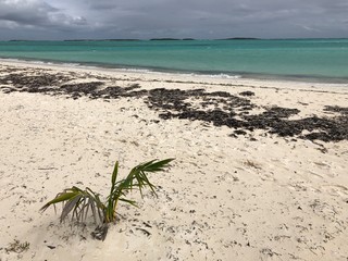 Deserted beach in a tropical island, with seaweeds washed up in the white sand