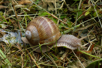 chiocciola (Helix pomatia) con bava al seguito