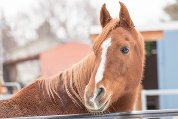 Healthy brown horse wearing a smile and standing next to open stable on ranch.