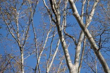 bosque