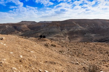 Landscape desert 