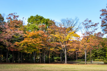 Autumn leaves in Tama Central Park / Tama  City, Tokyo, Japan