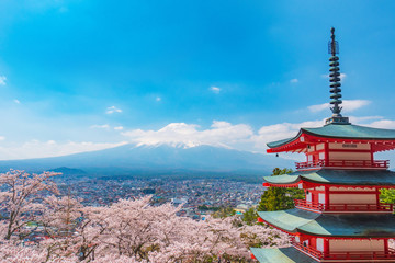 Cherry blossom are in full bloom at Chureito pagoda and Mount Fuji