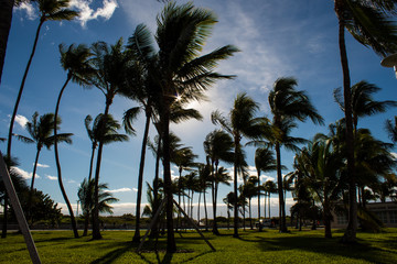 Fototapeta na wymiar Strolling in Ocean Drive, South Beach, MIami; palm trees and bright green lawn; windy day.