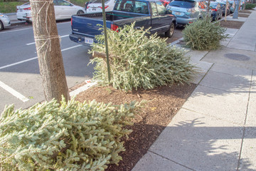 Discarded Christmas trees await pickup, 1400 block of R St NW, Washington DC.