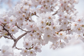 Somei yoshino sakura.