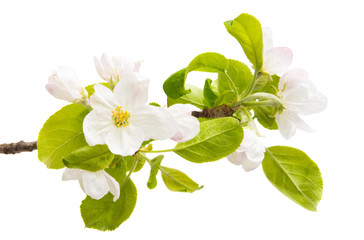 Obraz premium apple flowers isolated