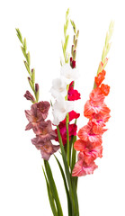 gladiolus flower - obrazy, fototapety, plakaty