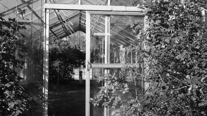 Old greenhouse