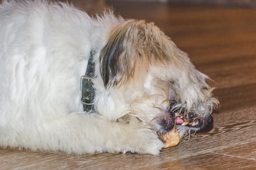 Cute sweet furry dog eating a bone, lying on a wooden parquet floor