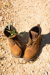 Naklejka premium Break at the tuscany hike.Walking shoes with olive twigs