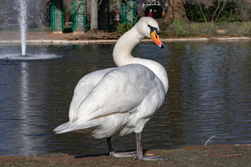 Swan 