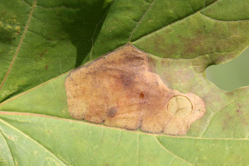 Norway maple (Acer platanoides) green leaf with mine of Sawfly leafminer (Heterarthrus sp.), Belarus