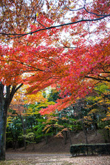 Naklejka premium Autumn leaves in Tama Central Park / Tama City, Tokyo, Japan
