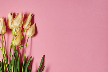 Bouquet of yellow tulips on pink pastel background, copy space. Sping minimal concept. Womens Day, Mothers Day, Valentine's Day, Easter, birthday. Nature background. Flat lay, top view