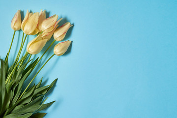Fototapeta premium Bouquet of yellow tulips on blue pastel background, copy space. Spring minimal concept. Womens Day, Mothers Day, Valentine's Day, Easter, birthday. Nature background. Flat lay, top view