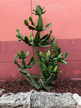 Cactus Against Pink Wall