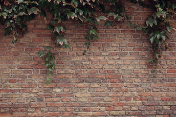 background wall with ivy