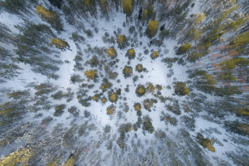 Beautiful drone photo of frozen Pine Forest. View from above. 
