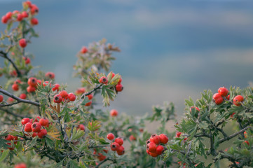 Branches of hawthorn bushes, red hawthorn berries.