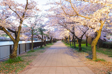 Sakura cherry blossoms light up in sakuranomiya park, next to walking path, sakura cherry blossom trees along the river side, black fence with isolate sky background, sakuranomiya light in Osaka Japan © P. Lesley