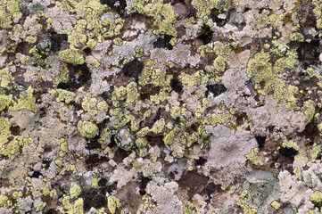 Old stone texture background mountaine rock surface with lichen.