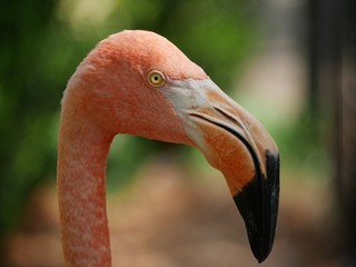 Cropped closeup sideview shot of a flamingo’s head and neck