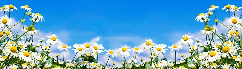 Photo sur Plexiglas Marguerites marguerites blanches dans le ciel