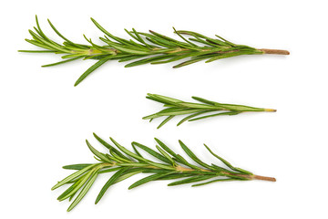 Branches of green rosemary plants