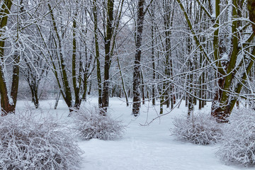 Winter in the Aviator Park in Krakow, Poland