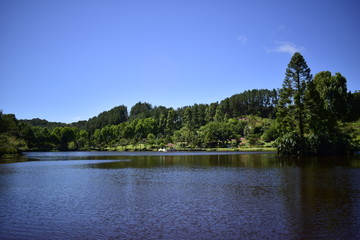 Naklejka premium forest