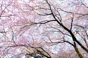 Many Sakura cherry blossoms branch against white isolate sky background on sunny day, focus soft  pink full bloom sakura , pink  flower background in spring, Japan.